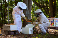 4-17-23 Releasing Bees at Belk