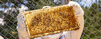 5-20-19 Beehives Lake Laupus